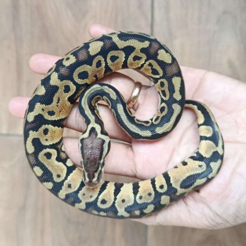 Pastel (Trick/Hurricane??) 100% Het Clown