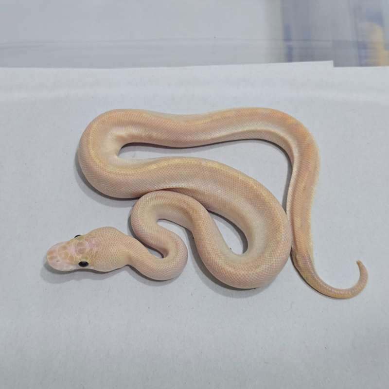 Ivory Clown pos Cypress (RARE ITEMS)