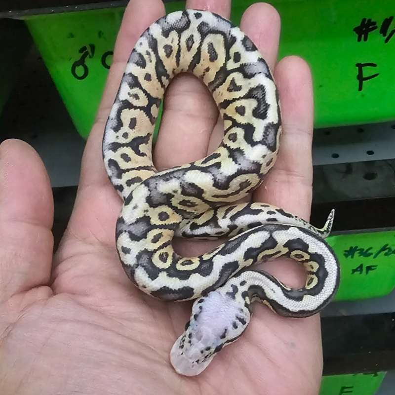 SPOTNOSE SUPAS HET CLOWN