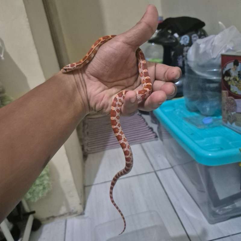 Cornsnake ultramel