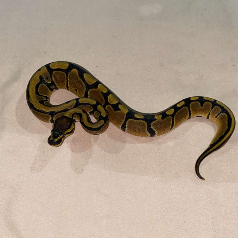 BP NORMAL PH LAVENDER PIED