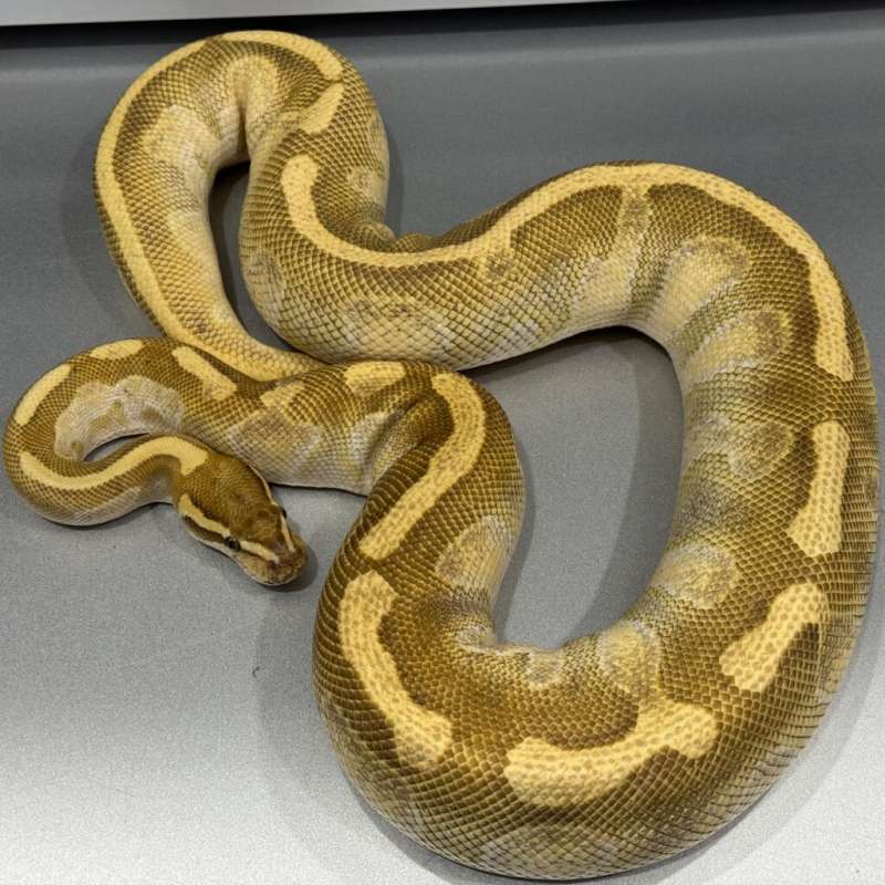 Female Fire Butter Enchi PH Clown (Proven)
