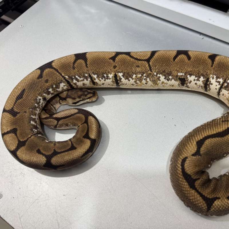 Female Spider 100% Het Clown (Proven)