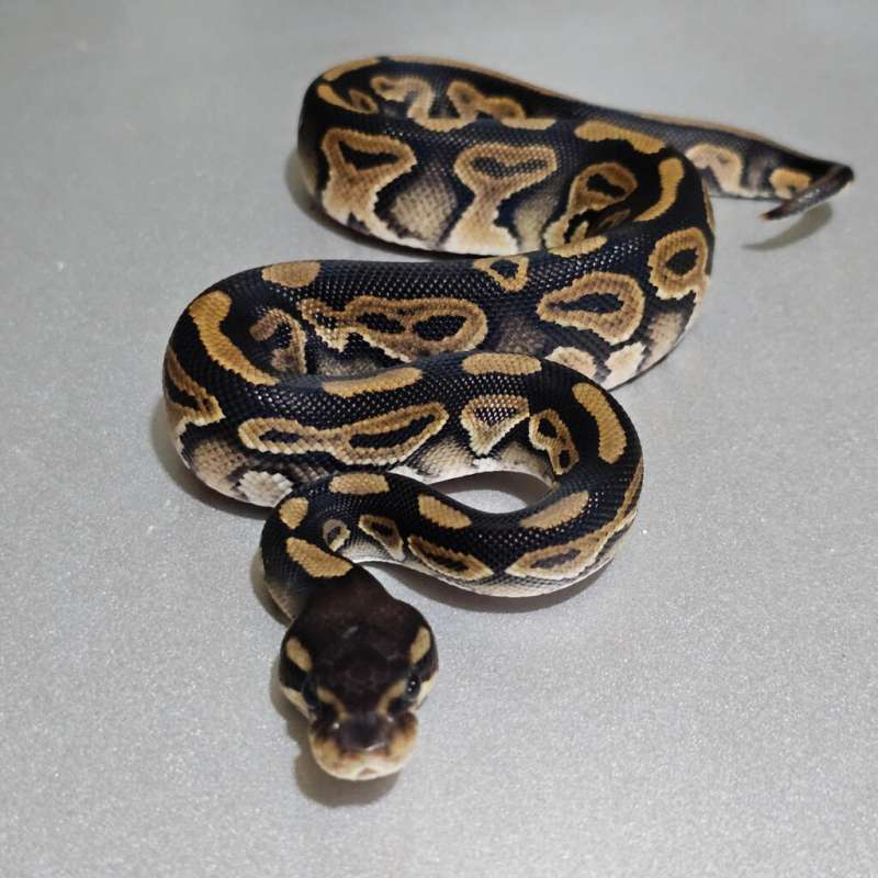 Cinnamon dh Albino Pied