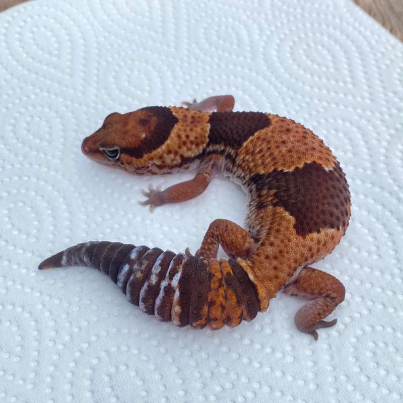 Normal Het Zulu Ph Patty Caramel