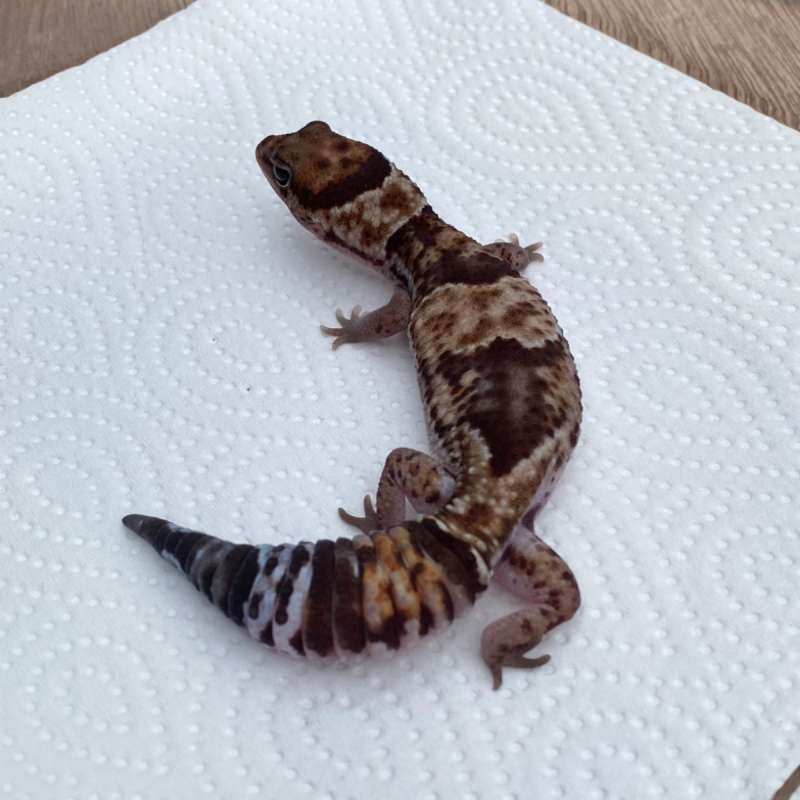 Normal Het Zulu ph Patty Caramel