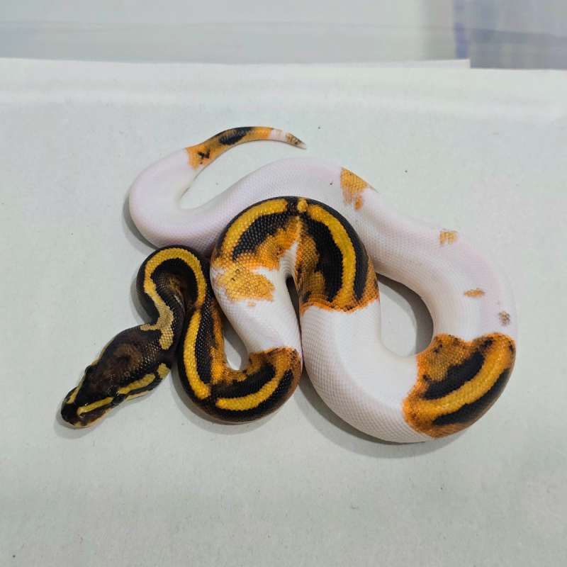 Pied het Hypo Female