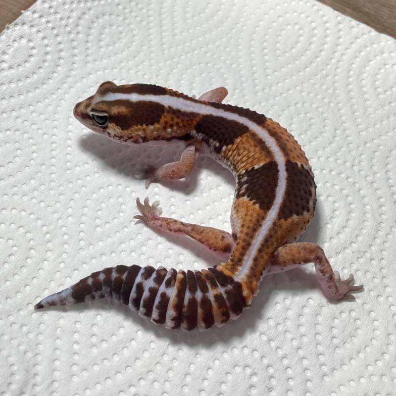 Stripe Het Zulu Ph Patty Caramel