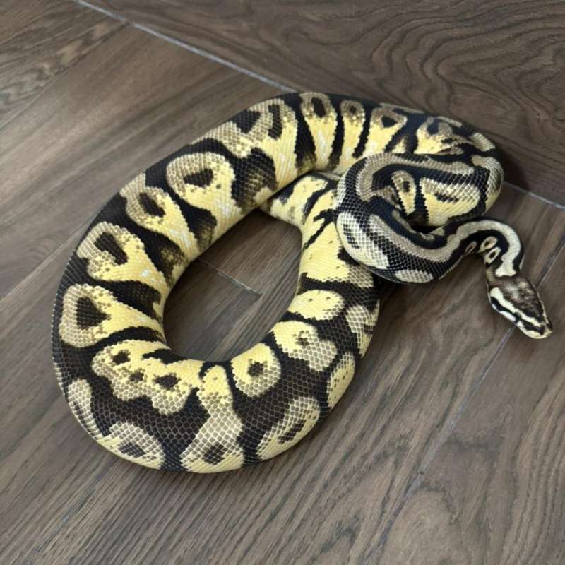 F Pastel Orange Dream Het DG 100%