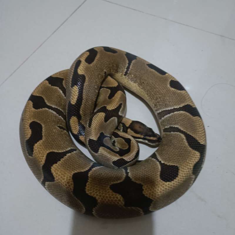 Female Enchi Het Grail/Clown Lavender