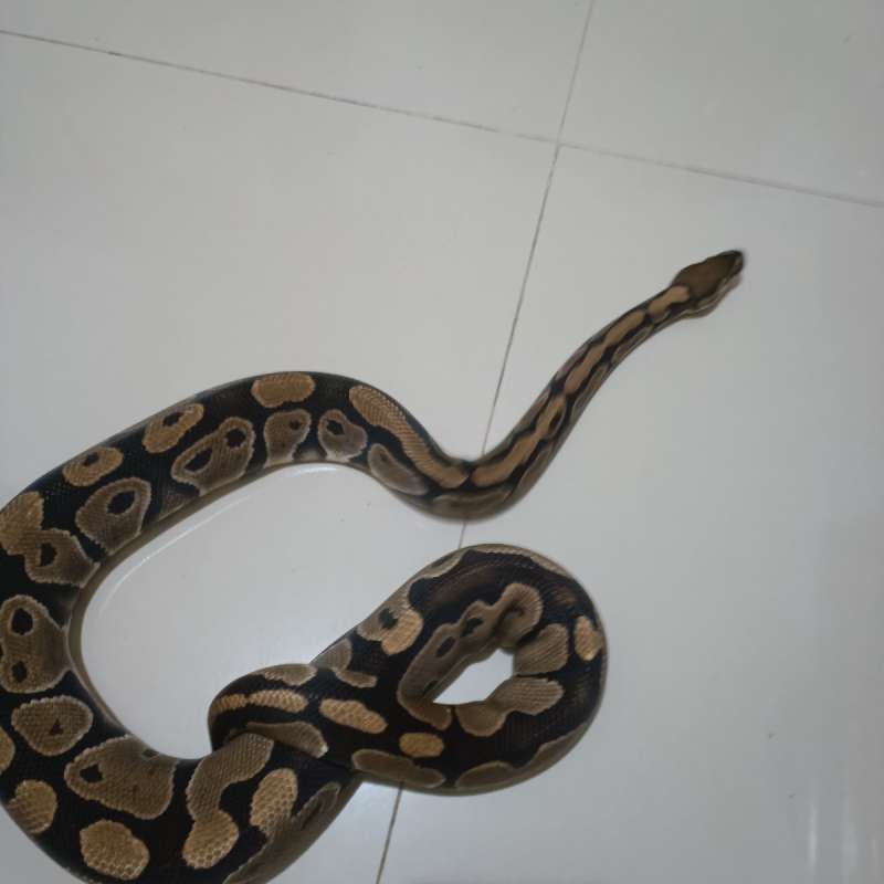 Male Normal Het Grail /Clown Lavender