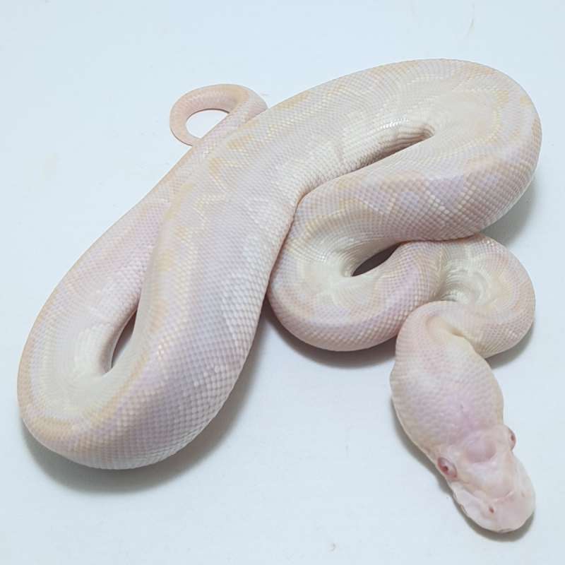 ALBINO BAMBOO CINNAMON Poss GHI