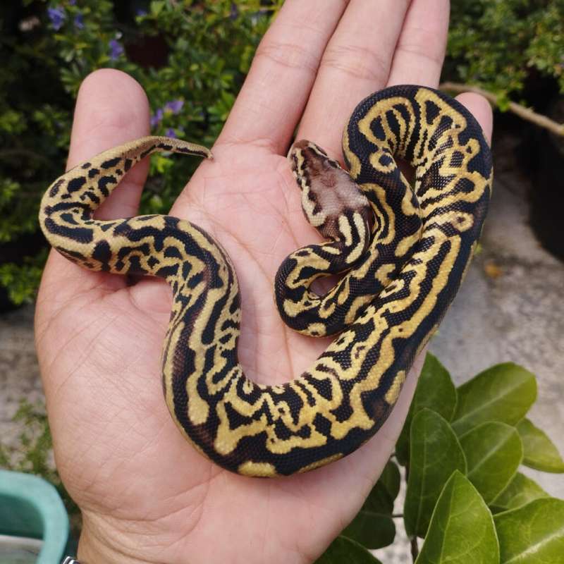 Leo Pastel Spotnose Poss Fire Female