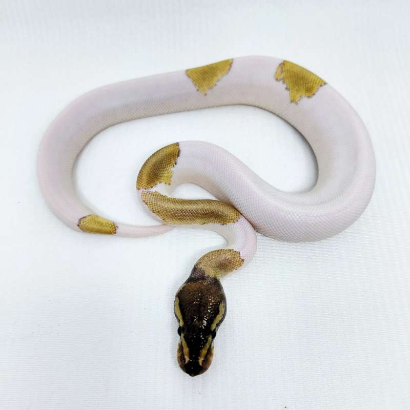 Black pastel Mojave Pied Ballpython
