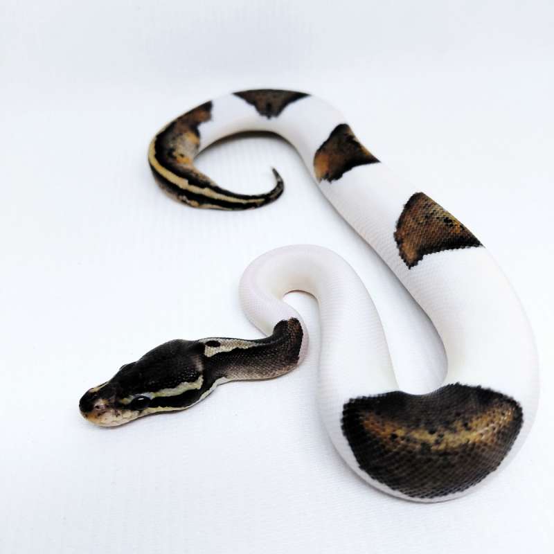 Black Pewter Pied Ballpython