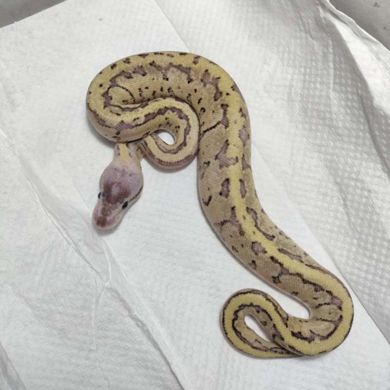 Pastel Fire Pinstripe ph dg axa