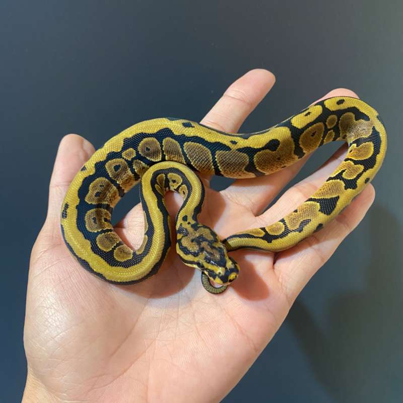 F - Spotnose het Clown ph 66% DG