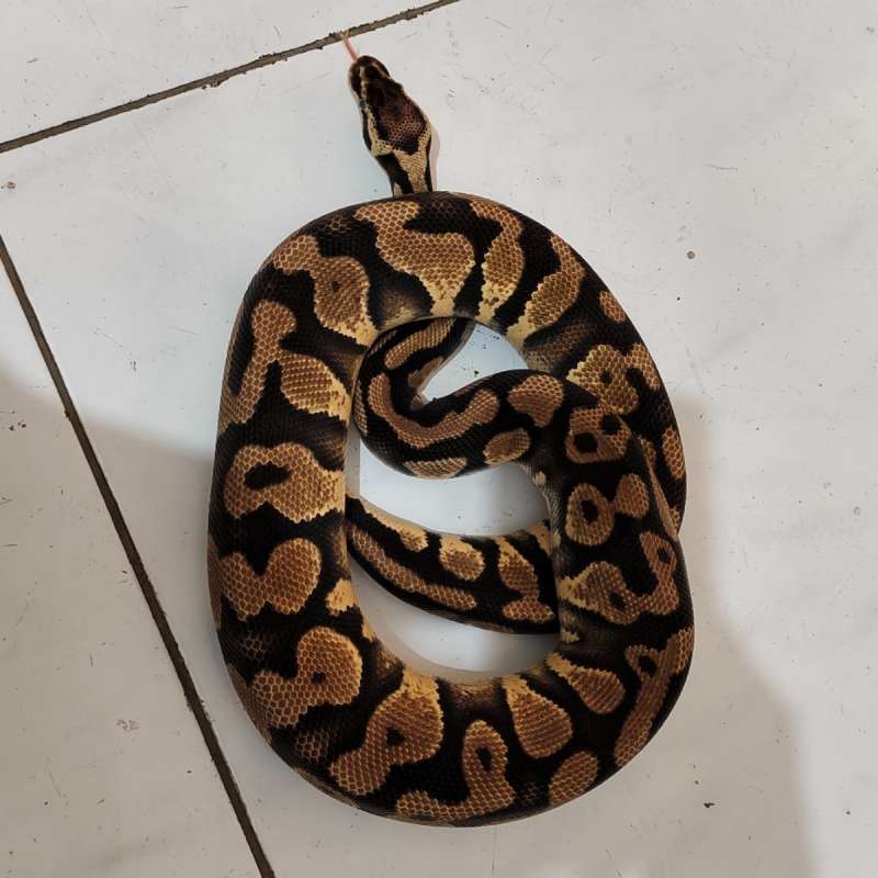 Female adult Pastel het clown