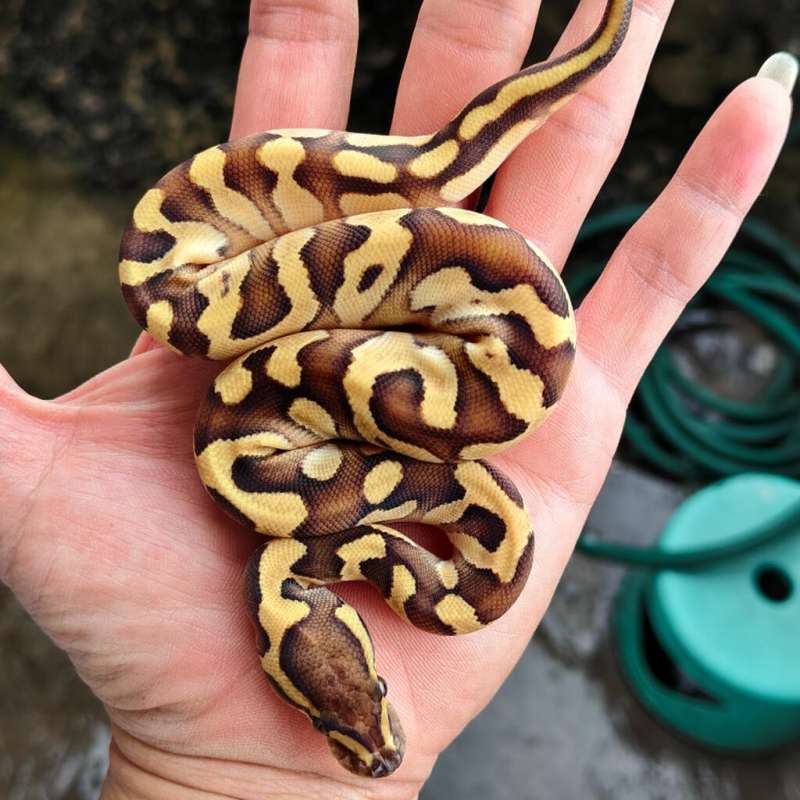 Female contrass enchi mojave pastel yellowbelly