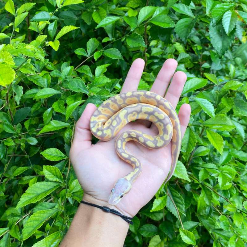 Banana Fire Pastel