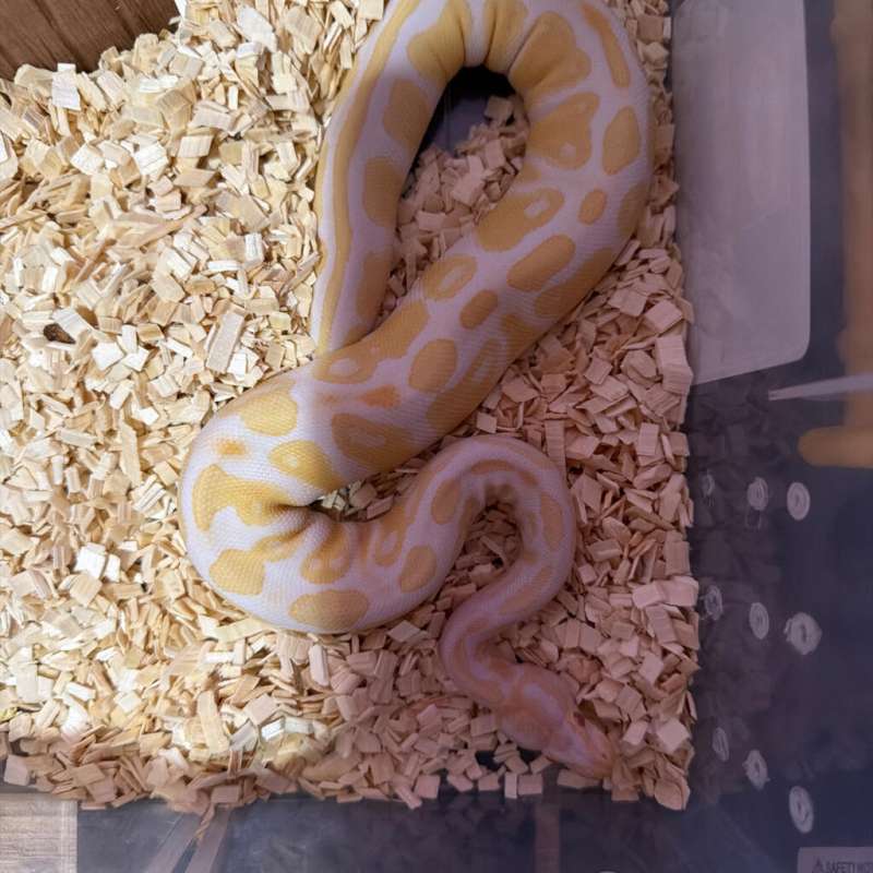 Ball Python Albino male High Contrast