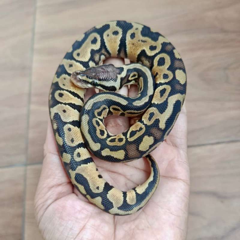 PASTEL HET CLOWN (TRICK or HURRICANE??)