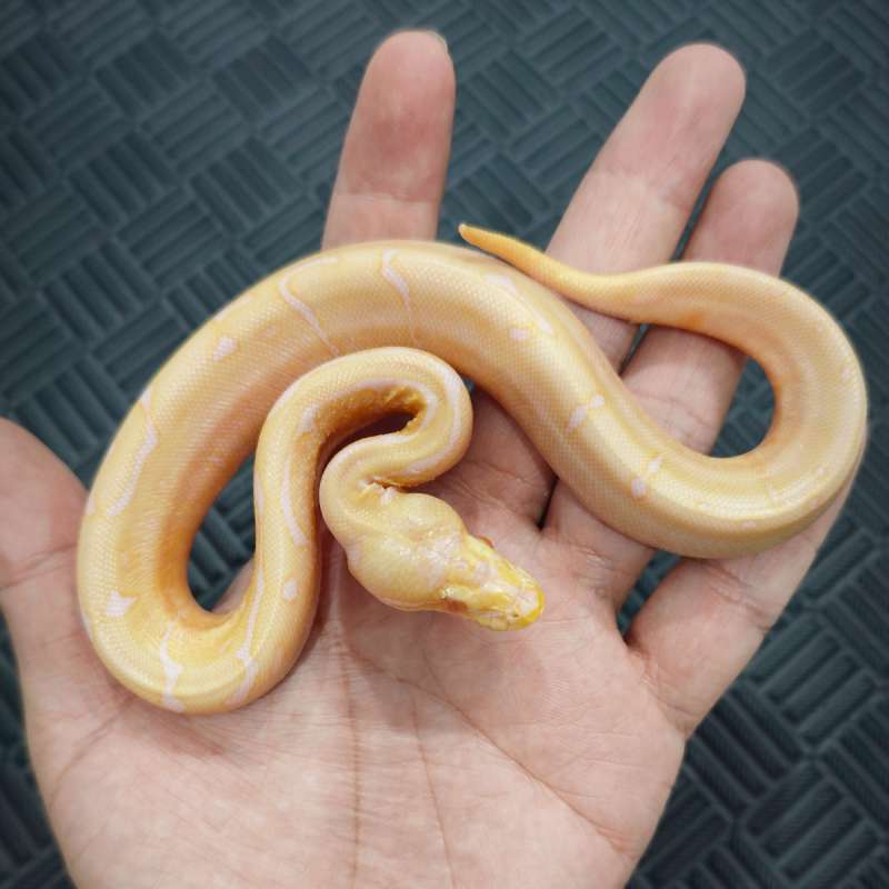 M Spider Albino Het Pied