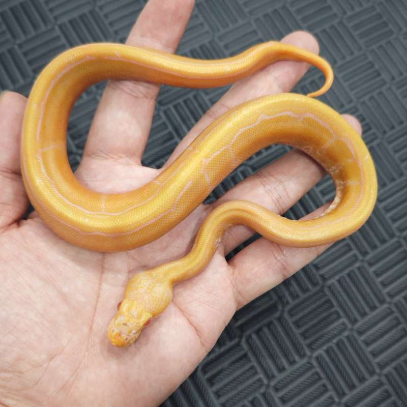 M Pinstripe Albino Het Pied