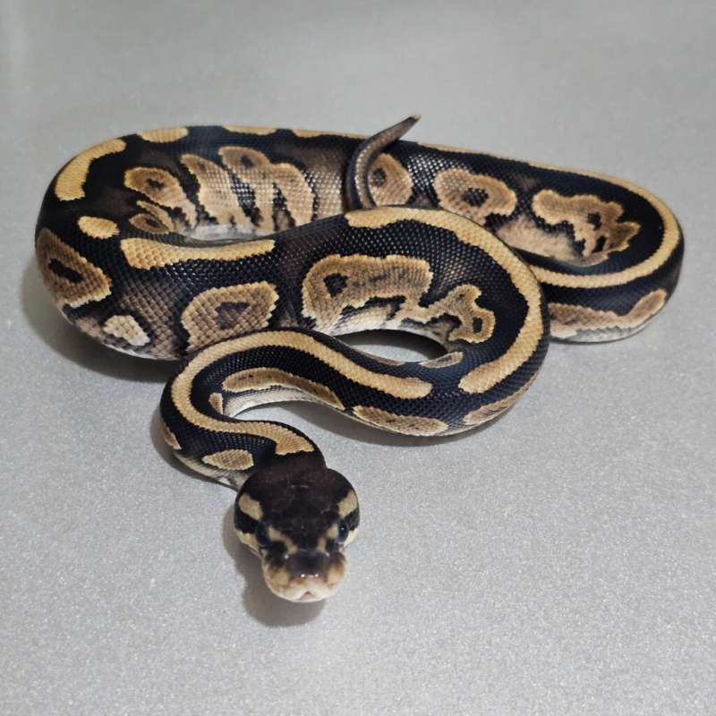 Enchi Cinnamon dh Albino Pied