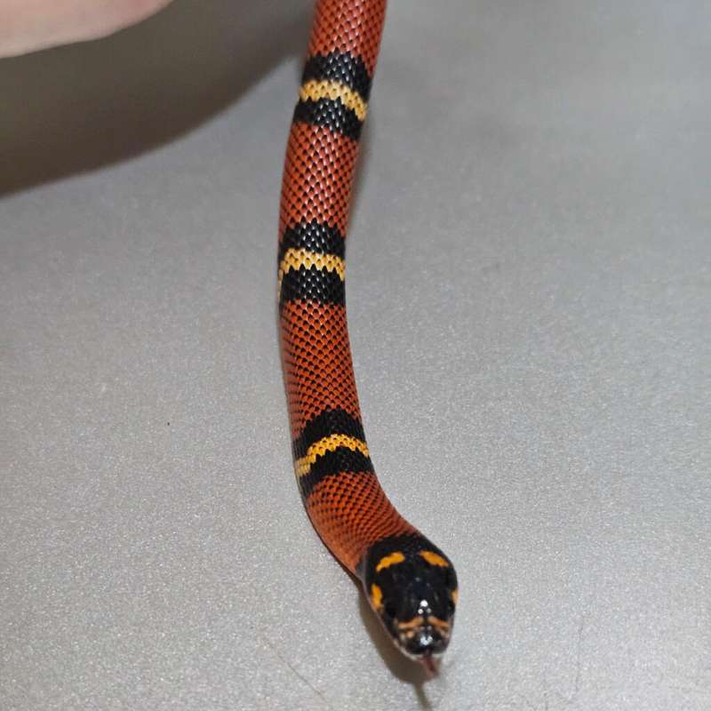 Hybrid Super Black Kingduran