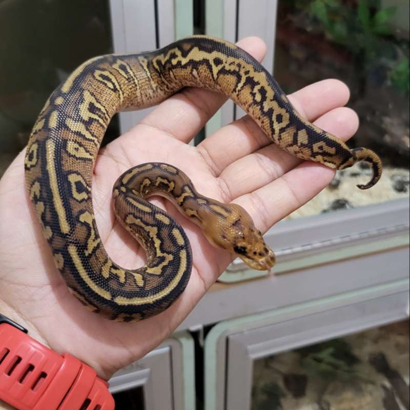 Wookie spotnose yb fire clown Rare itemm