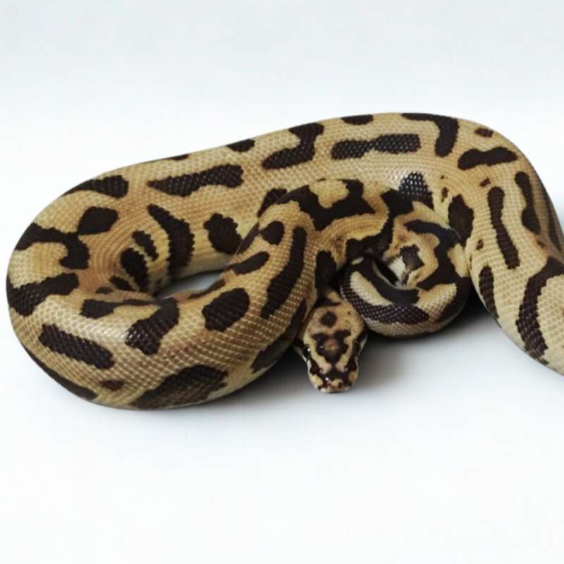 Leopard Fire Spotnose Het Clown