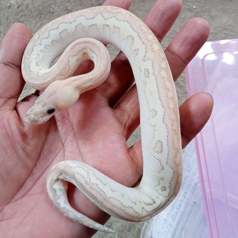 Lesser pastel cinnamon clown poss fire