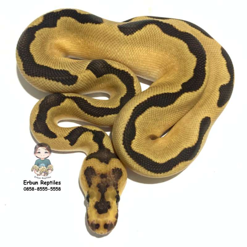 1.0 Blade Super Enchi Fire Clown