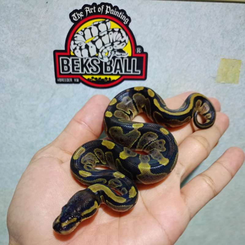 Normal het albino