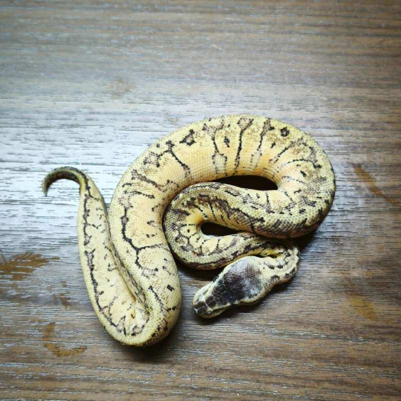 Pastel Pinstripes (Lemonblast) ph DG