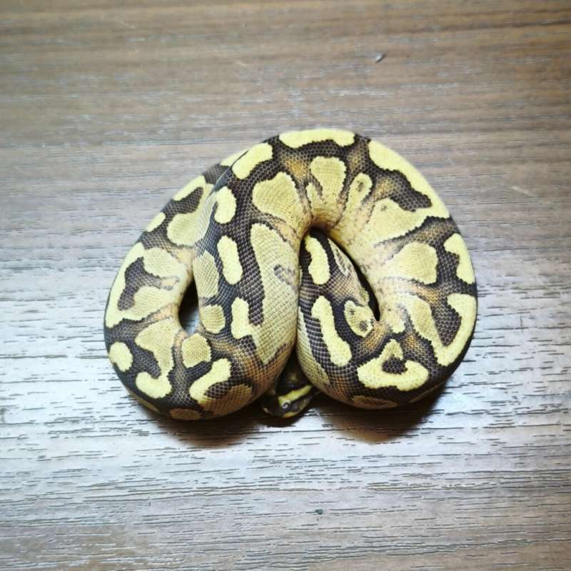 Enchi Yellow Belly ph DG