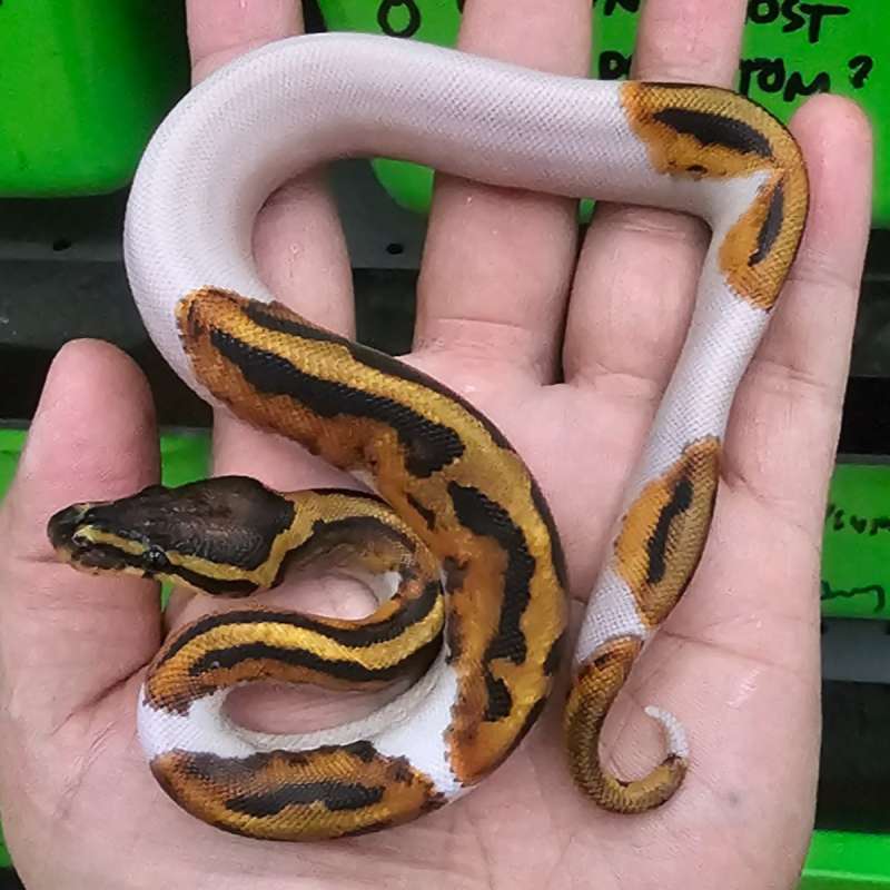 PIED HET LAVENDER POSS HET CLOWN