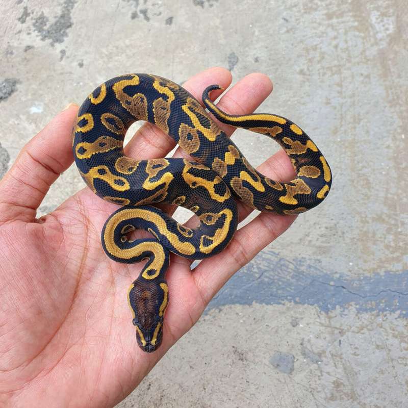 YELLOW BELLY HET PIED