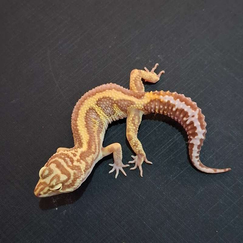 Bold Stripe Tremper Proven ( Tembus )