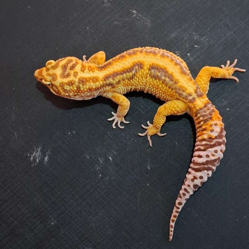 Bold Stripe Tremper PH Eclipse Proven