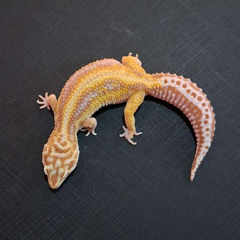 Bold Stripe Tremper Tembus ( Proven )