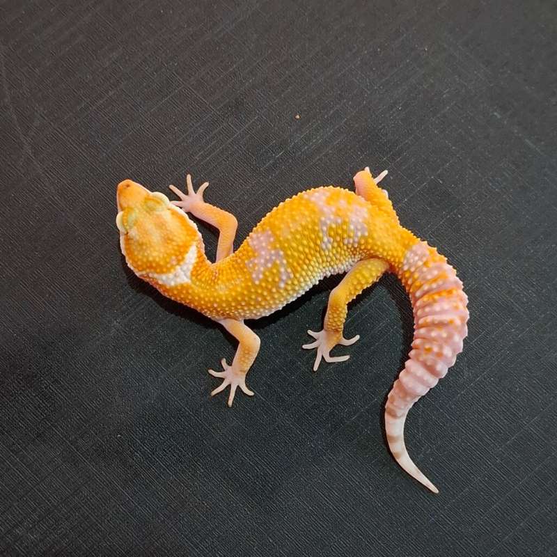 Tremper Het Eclipse Poss Wy