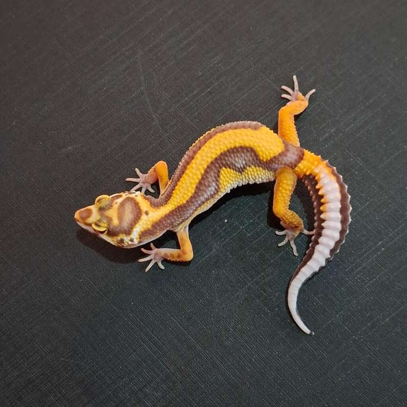 Bold Stripe Tremper