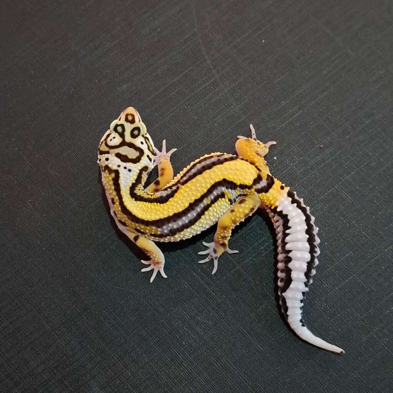 Bold Stripe Het Tremper Line Bandit