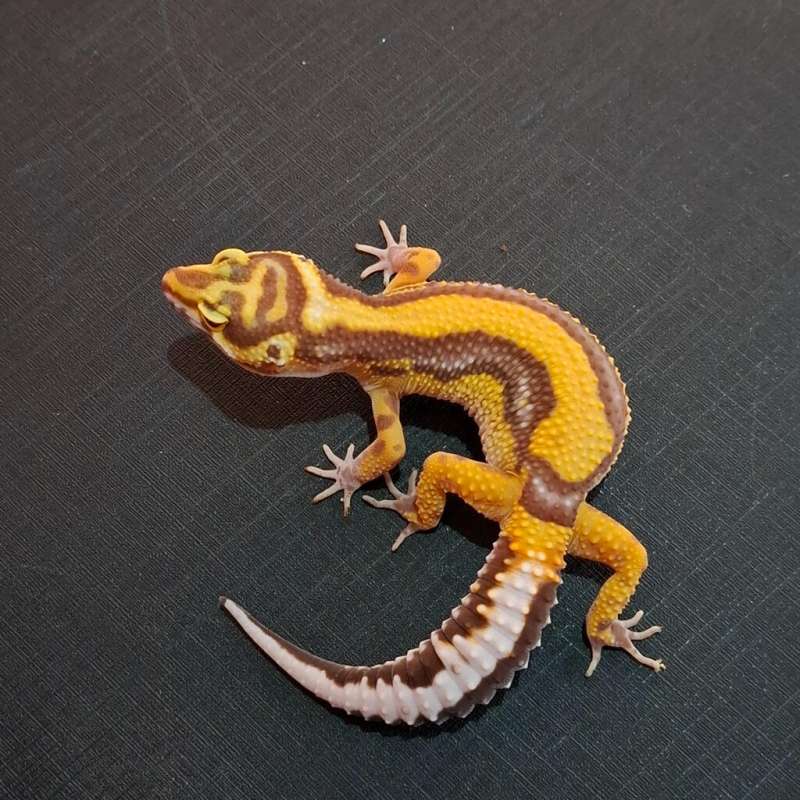 Bold Stripe Tremper