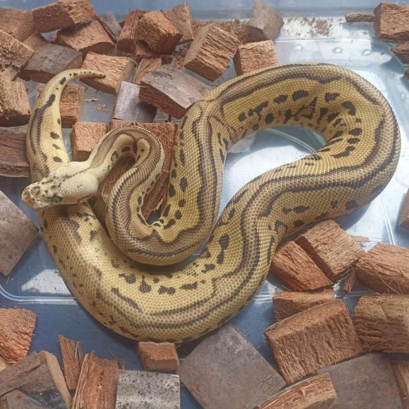 Leopard pastel yellow belly clown