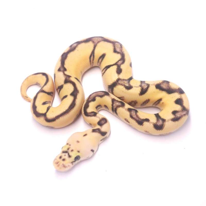 Pastel spotnose enchi yb clown het desert ghost
