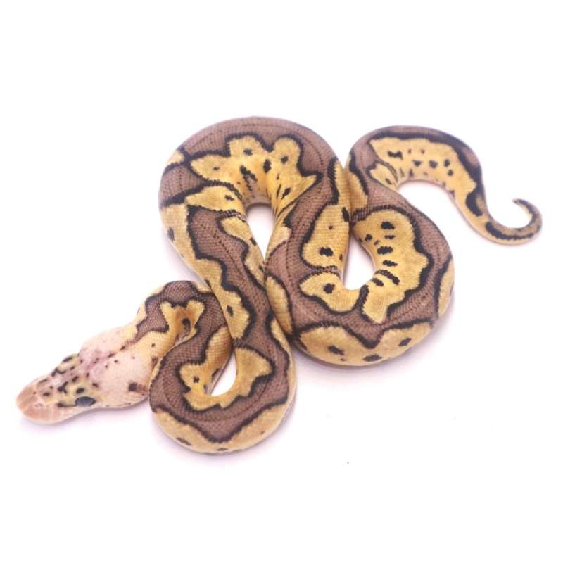 pastel clown het desert ghost