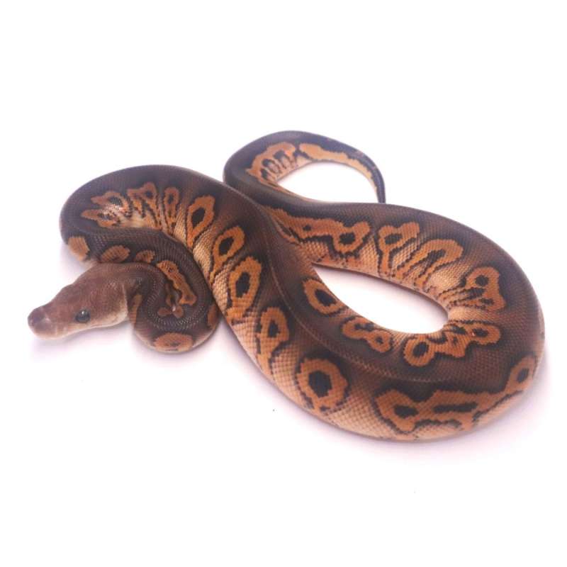 Black pastel wookie clown